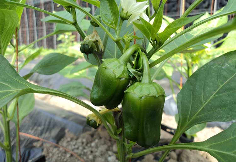 “水蓄熱內外雙保溫裝配式日光溫室” “水蓄熱內外雙保溫裝配式日光溫室”