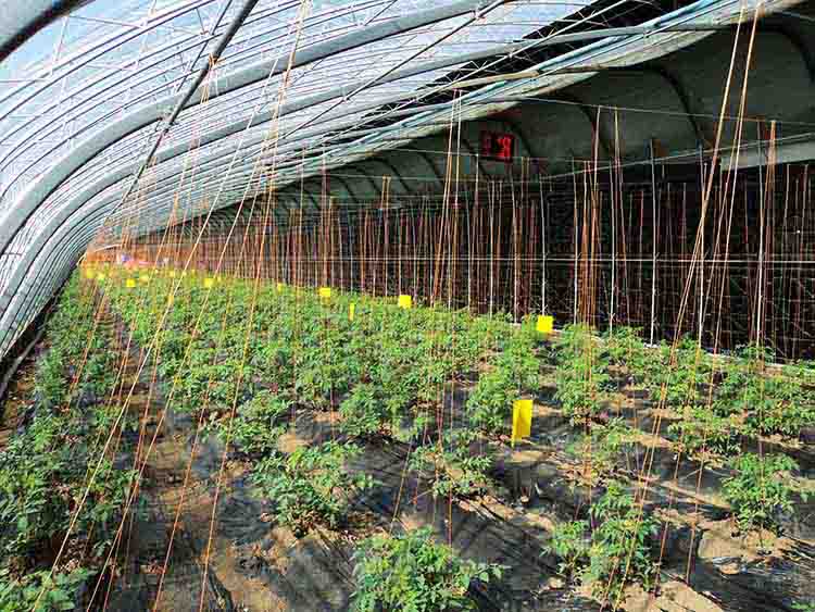 “水蓄熱內外雙保溫裝配式日光溫室” “水蓄熱內外雙保溫裝配式日光溫室”